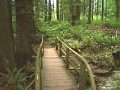 Rustic bridge in Soames park trails, Gibsons